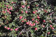 Cotoneaster rotundifolius